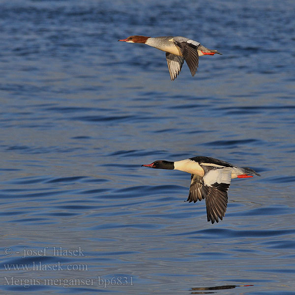 Mergus merganser Goosander Gänsesäger Morčák velký Grote Zaagbek Smergo maggiore