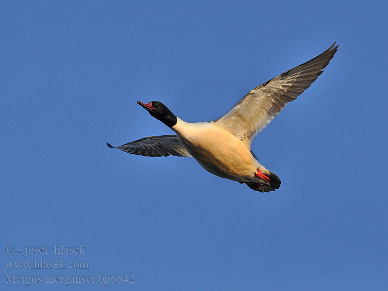 Mergus merganser Goosander Gänsesäger Morčák velký Grote Zaagbek Smergo maggiore