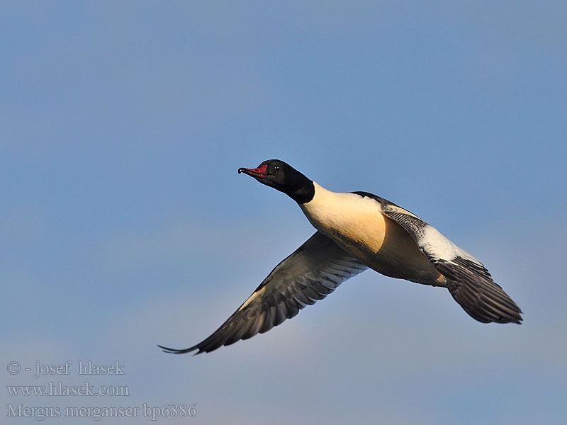 Mergus merganser Goosander Gänsesäger Morčák velký Grote Zaagbek Smergo maggiore