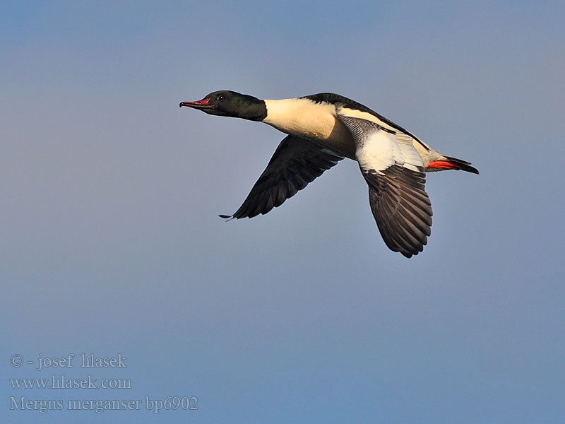 Mergus merganser Goosander Gänsesäger Morčák velký Grote Zaagbek Smergo maggiore