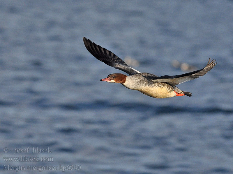 Mergus merganser Goosander Gänsesäger Morčák velký Grote Zaagbek Smergo maggiore