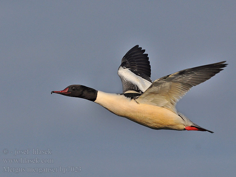 Mergus merganser Goosander Gänsesäger Morčák velký Grote Zaagbek Smergo maggiore