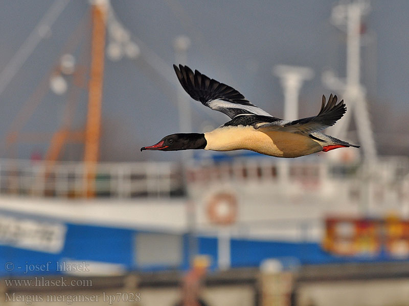 Mergus merganser Goosander Gänsesäger Morčák velký Grote Zaagbek Smergo maggiore