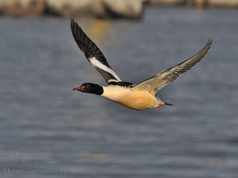 Mergus merganser Goosander Gänsesäger Morčák velký Grote Zaagbek Smergo maggiore