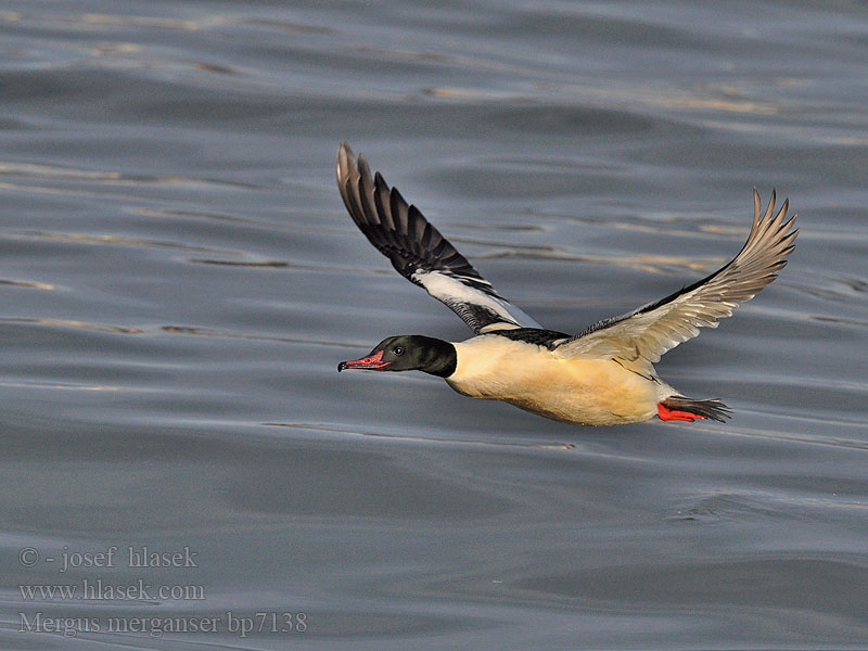 Mergus merganser Goosander Gänsesäger Morčák velký Grote Zaagbek Smergo maggiore