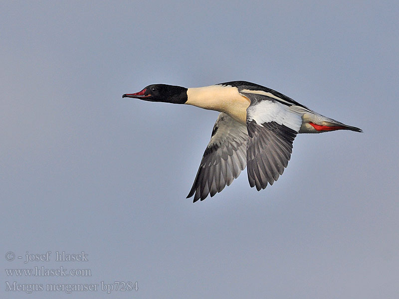 Mergus merganser Goosander Gänsesäger Morčák velký Grote Zaagbek Smergo maggiore