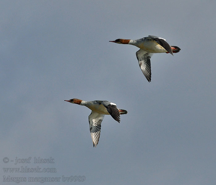 Morčák velký Mergus merganser