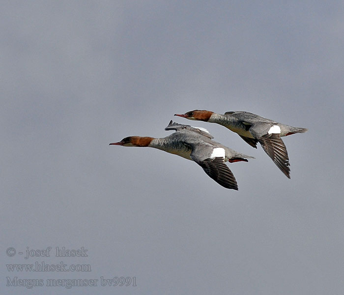 Mergus merganser