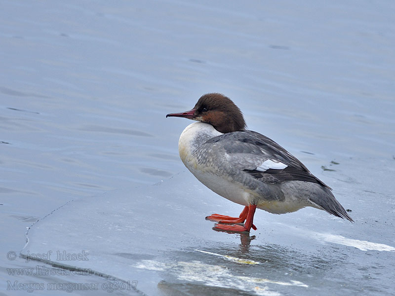 Goosander Mergus merganser