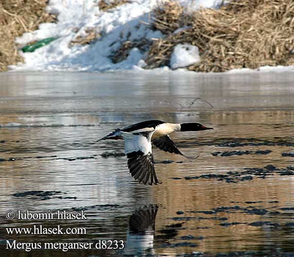 Mergus merganser d8233