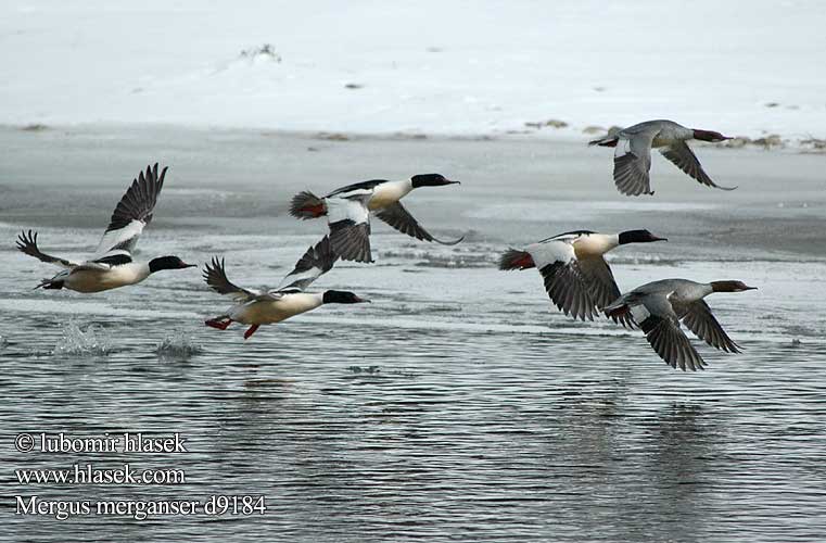 Potápač veľký Lielä gaura Jääkoskel Mergus merganser