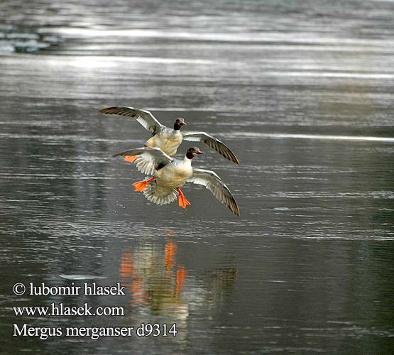 Mergus merganser d9314