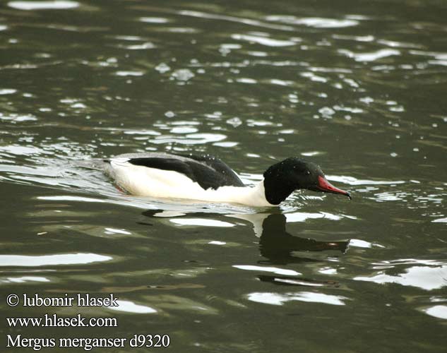 Mergus merganser d9320