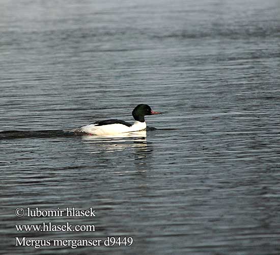 Lielä gaura Jääkoskel Mergus merganser Goosander