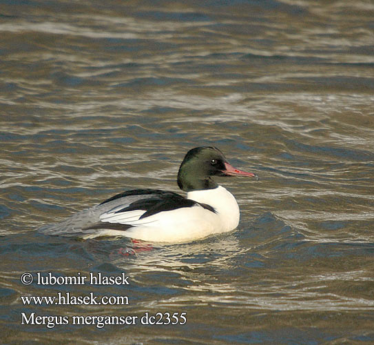 Mergus merganser dc2355