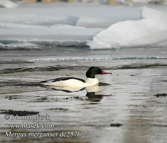 Mergus merganser dc2576