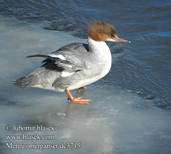 Mergus merganser dc3715