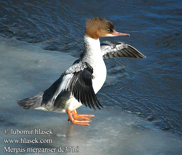 Jääkoskel Mergus merganser Goosander Gänsesäger Harle bièvre Serreta Grande Morčák velký Stor Skallesluger Grote Zaagbek Isokoskelo Smergo maggiore Laksand Storskrake 普通秋沙鸭 Большой крохаль カワアイサ 비오리 Χηνοπρίστης Merganso-grande Великий крохаль Büyük tarakdiş מרגון גדול Nurogęś Nagy bukó Potápač veľký Lielä gaura