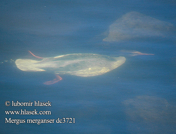 Mergus merganser dc3721