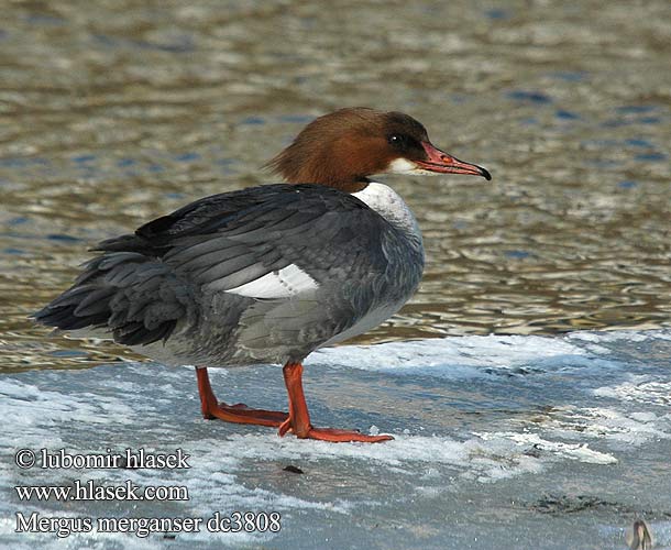 Mergus merganser dc3808