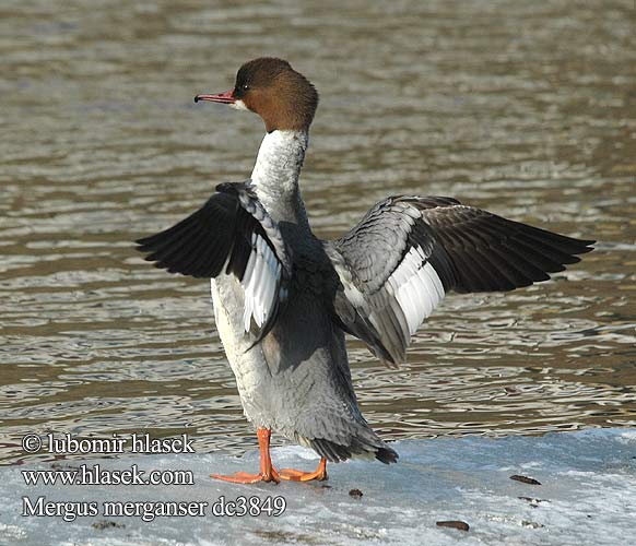 Mergus merganser dc3849