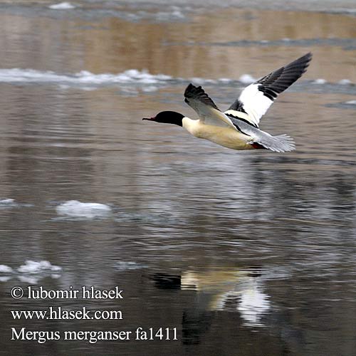 Mergus merganser fa1411