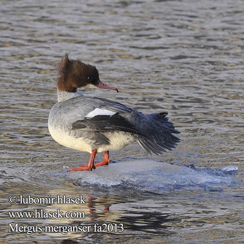 Mergus merganser fa2013