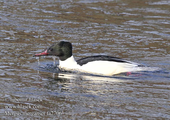 Mergus merganser fa2706