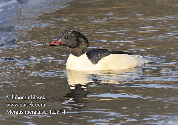 Mergus merganser fa2814