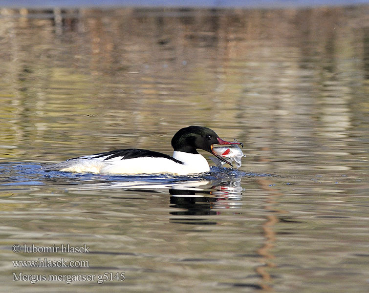 Mergus merganser g5145