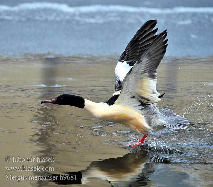 Mergus merganser h9681