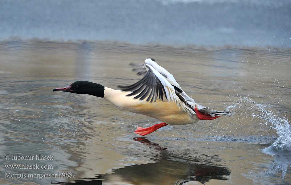 Potápač veľký Lielä gaura Jääkoskel Mergus merganser