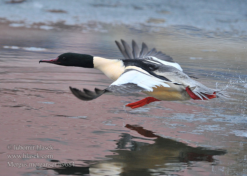 Lielä gaura Jääkoskel Mergus merganser Goosander