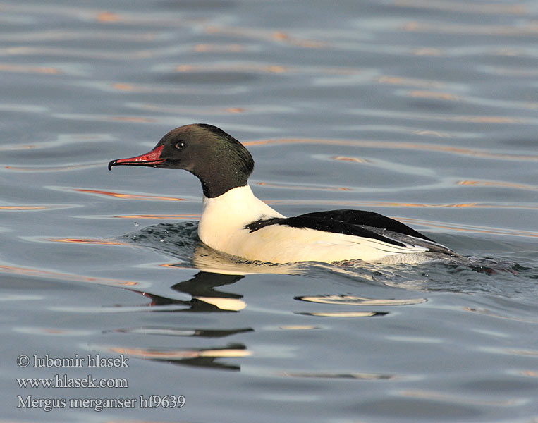 Mergus merganser Goosander Gänsesäger Harle bièvre