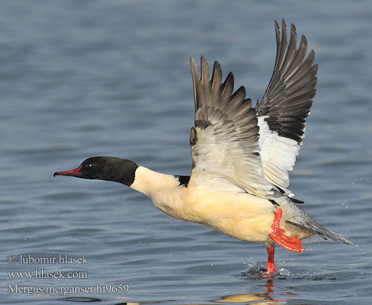 Mergus merganser Serreta Grande Morčák velký