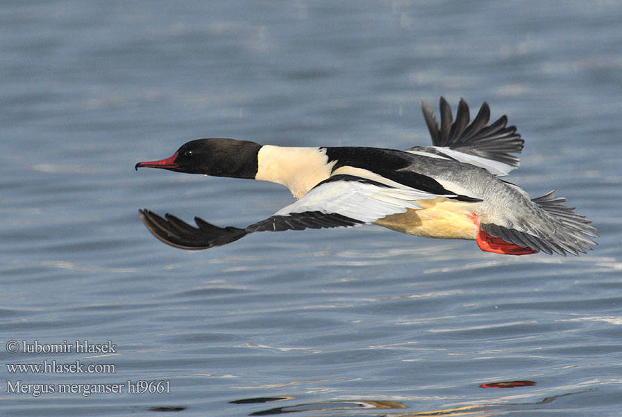 Mergus merganser Stor Skallesluger Grote Zaagbek