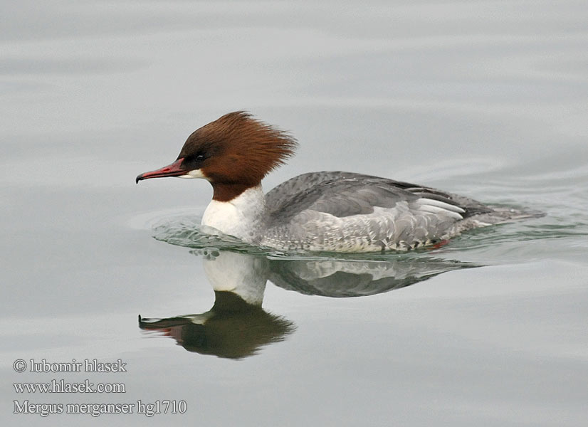 Mergus merganser Isokoskelo Smergo maggiore