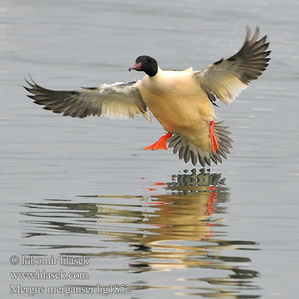 Mergus merganser Laksand Storskrake 普通秋沙鸭 Большой крохаль