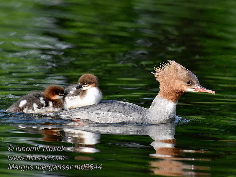 Gänsesäger Mergus merganser