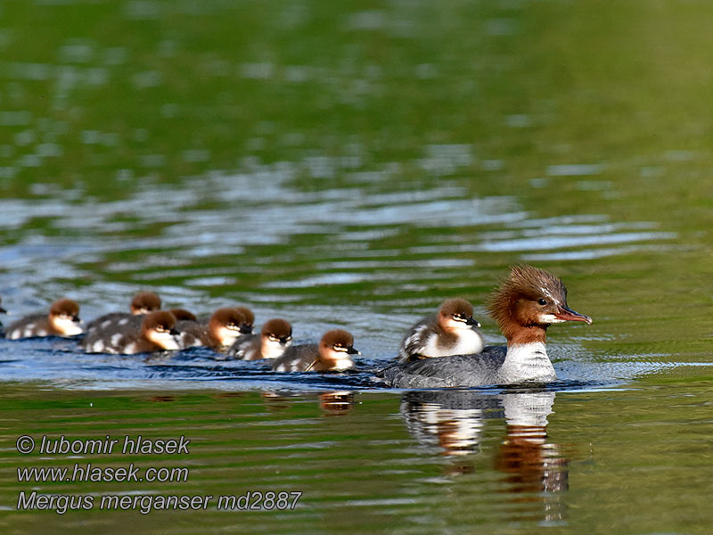 Harle bièvre Mergus merganser