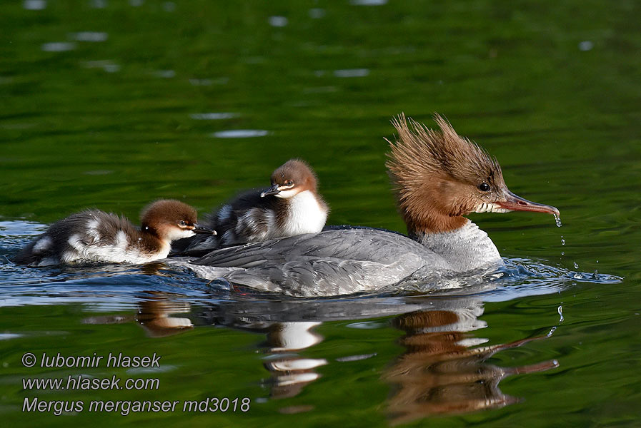 Serreta Grande Mergus merganser