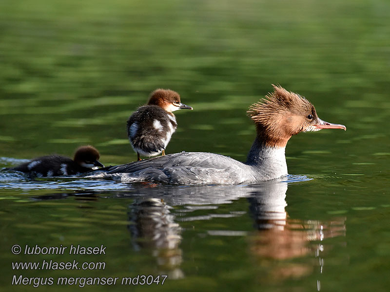 Morčák velký Mergus merganser