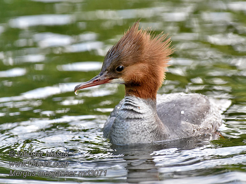 Stor Skallesluger Mergus merganser