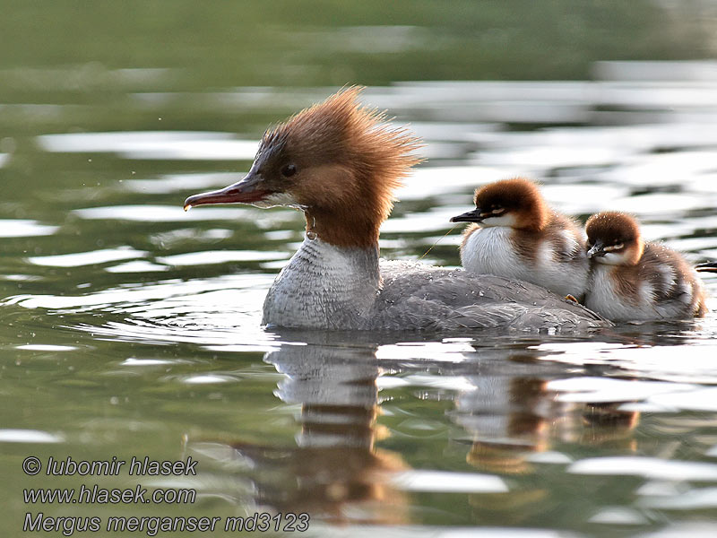 Grote Zaagbek Mergus merganser