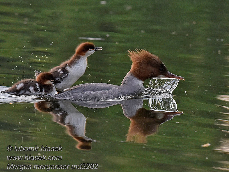 Isokoskelo Mergus merganser