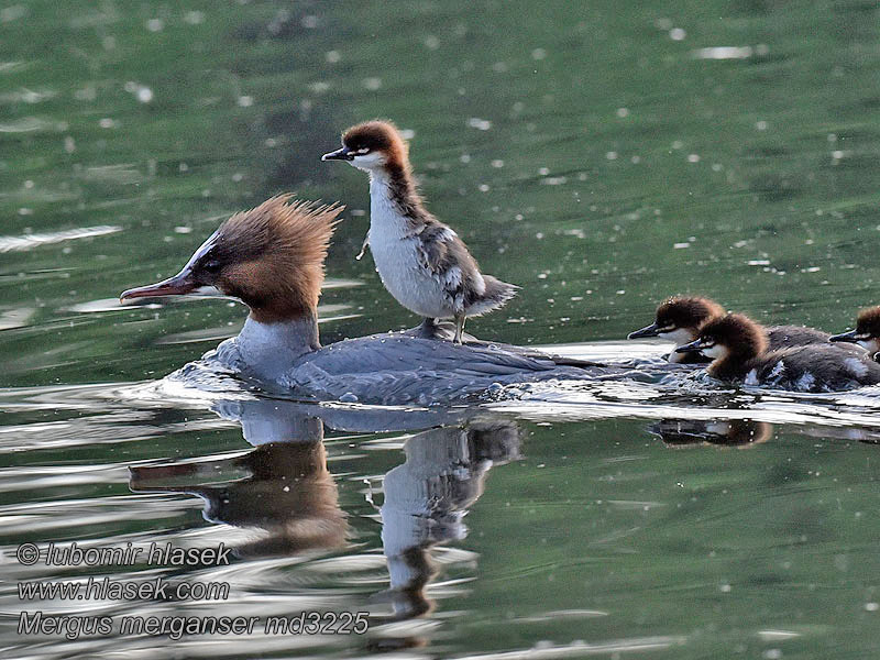 Smergo maggiore Mergus merganser