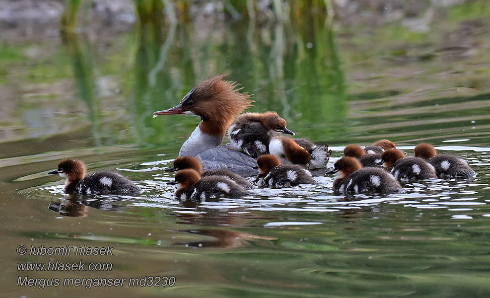 Laksand Mergus merganser