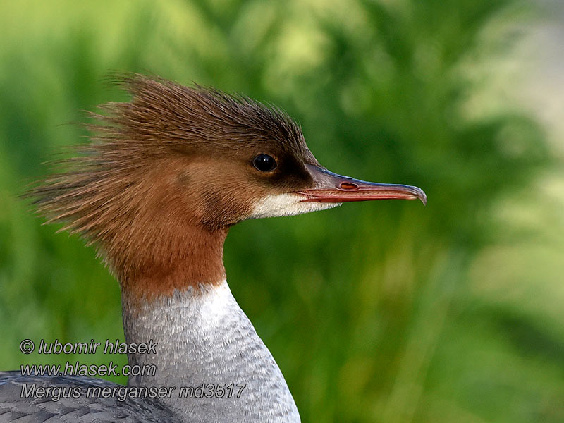 Storskrake Mergus merganser