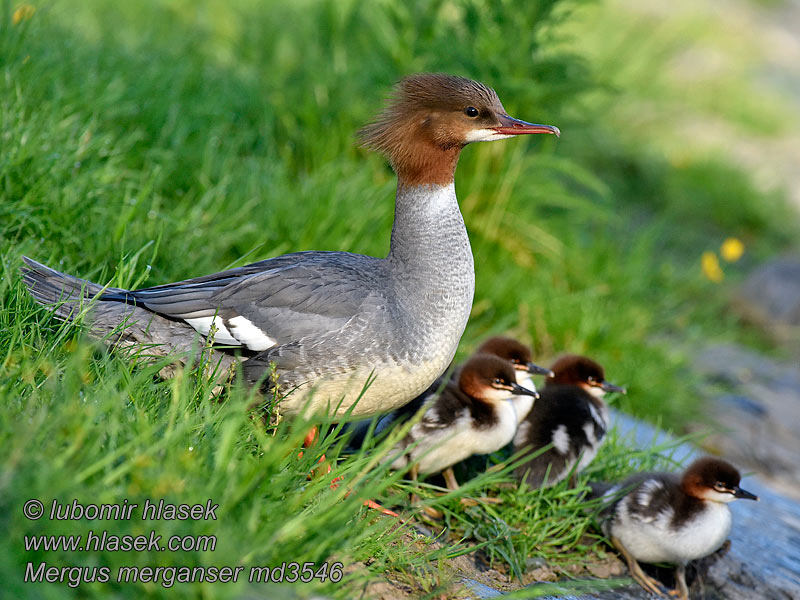 普通秋沙鸭 Mergus merganser