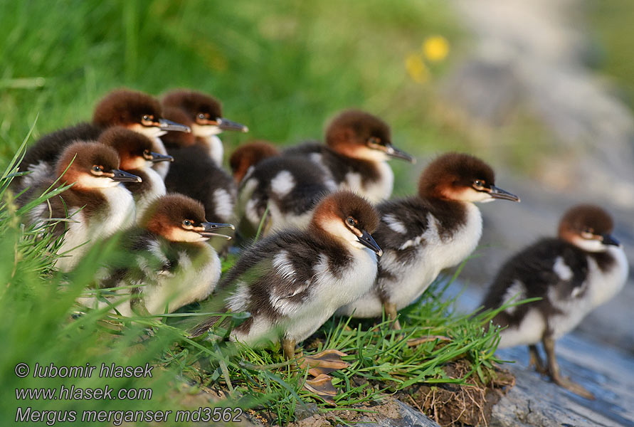 Большой крохаль Mergus merganser